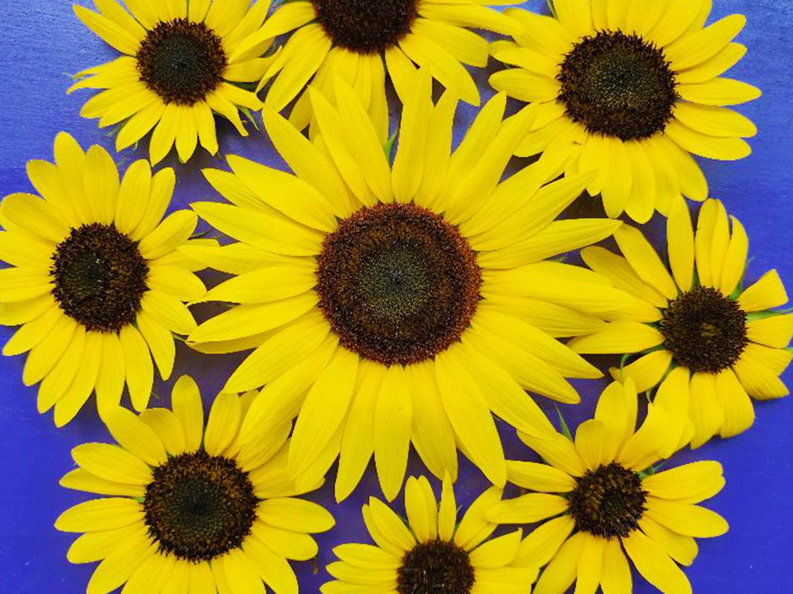 Buy Henry Wilde Sunflower Annual Heirloom Flower Seeds Online in India 