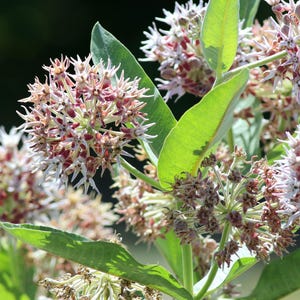 Showy Milkweed Seeds (Asclepias speciosa) -  Monarch Butterfly Host Plant Flowers