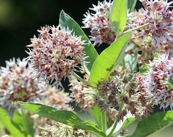 Showy Milkweed Seeds (Asclepias speciosa) -  Monarch Butterfly Host Plant Flowers