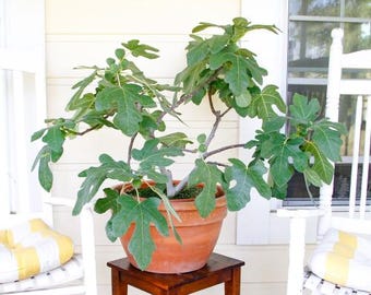 May include: A fig tree in a terracotta pot, with large green leaves. The pot sits on a small, dark wooden table. The background features white rocking chairs and a window, typical of a garden setting.