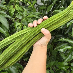 Bonanza Extra Long Angled Luffa aka Loofah Gourd Heirloom Vegetable Seeds