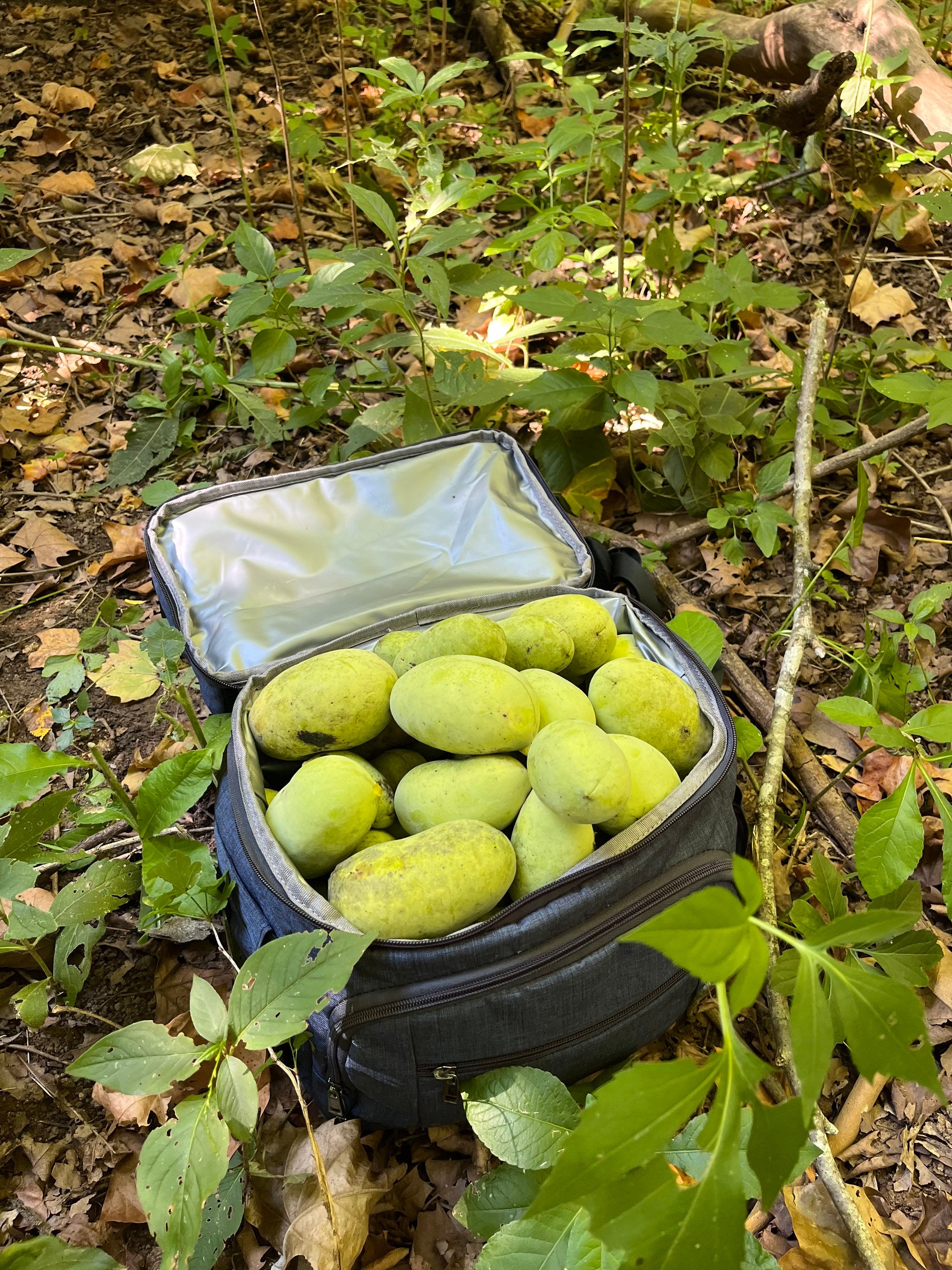 Fresh Pawpaw Fruit. 1 Pound Plus Youll Get to Keep and Plant Etsy