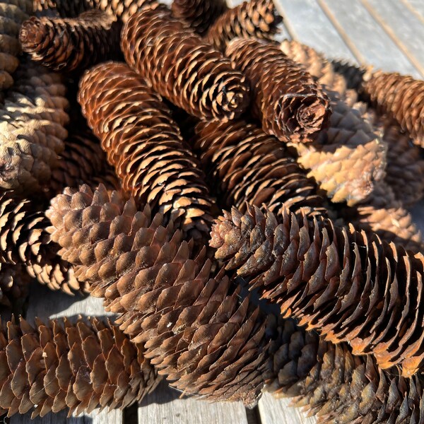 Digger Pine Cones – Natural Rustic Décor | 3 Sizes (Small, Medium, Large) | Craft Supplies, Wedding & Holiday Décor
