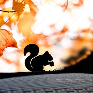 Op de afbeelding: Een zwart silhouet van een eekhoorn die een noot vasthoudt, tegen een wazige achtergrond van oranje en gele herfstbladeren.