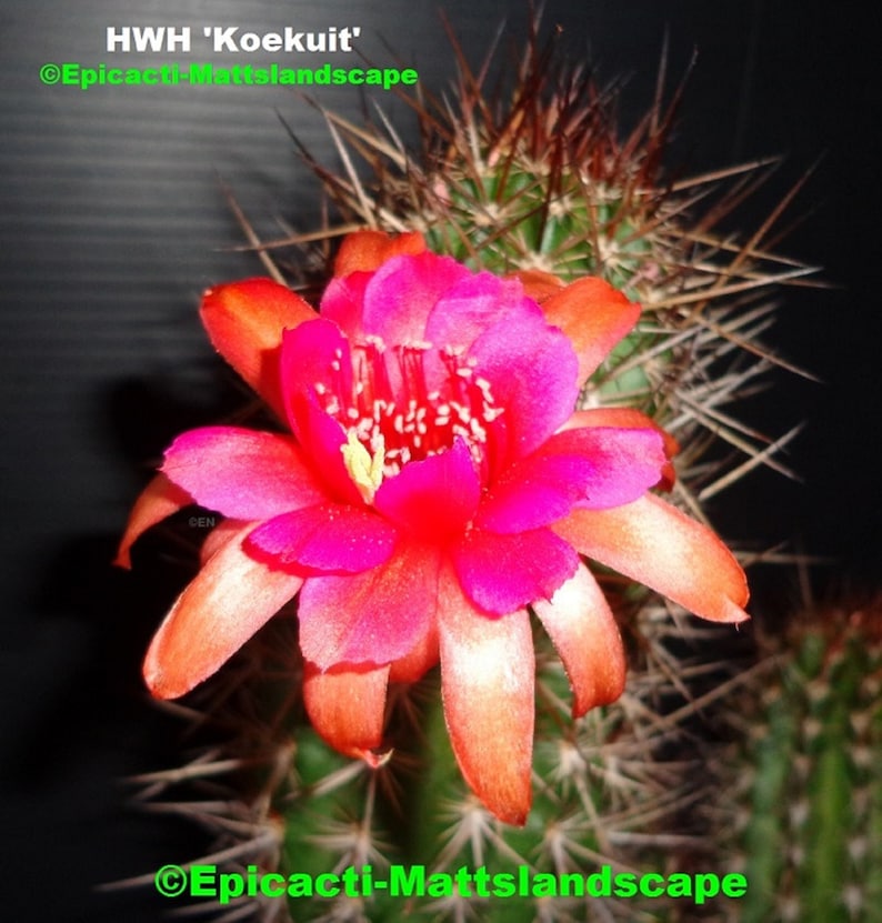 Small PLANT,**,Cleistocactus,Cactus,Echinopsis Hildewintera,hybrid,/'KOEKUIT/',**NEW***