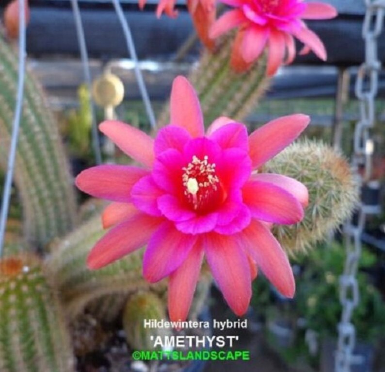 Hildewintera,hybrid,/'AMETHYST/',LARGE,PLANT,Cleistocactus,Cactus,Echinopsis
