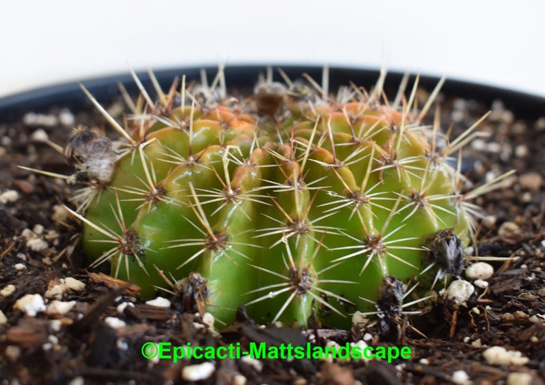 no Cactus blooming,SIZE Echinopsis cv INTRIQUE PLANT Trichocereus