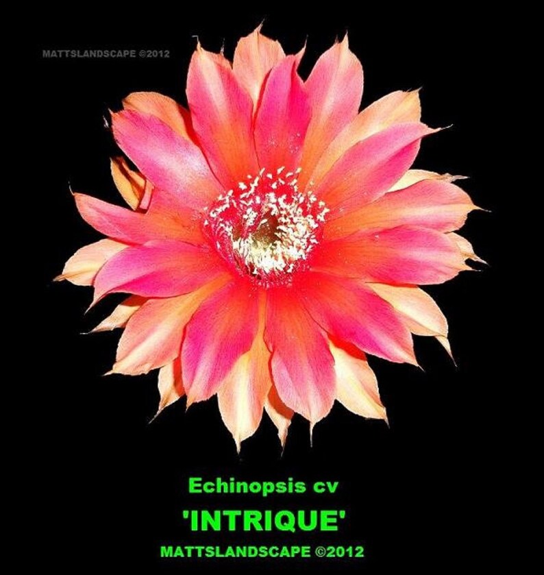 no Cactus blooming,SIZE Echinopsis cv INTRIQUE PLANT Trichocereus