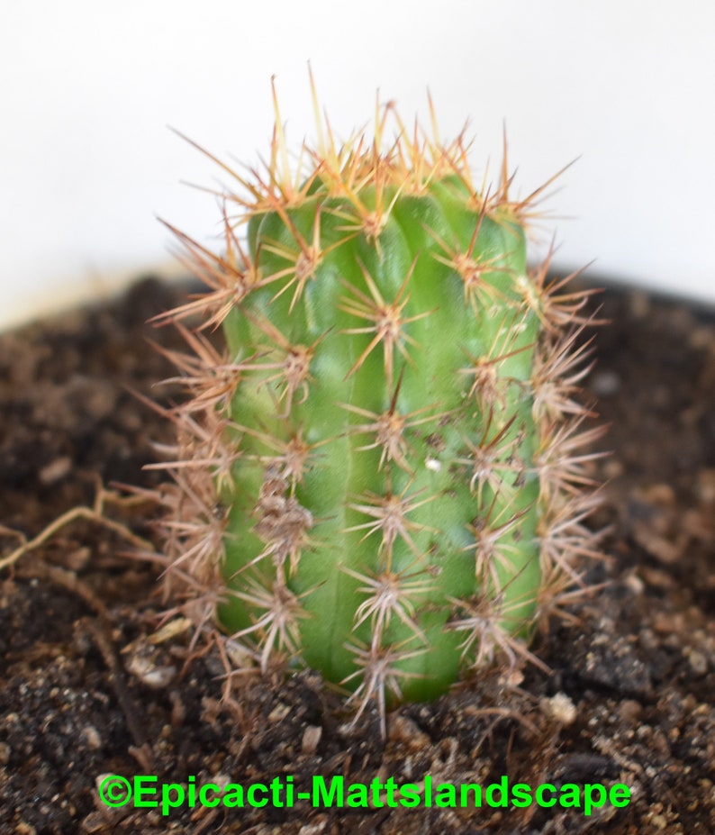 Small PLANT,**,Cleistocactus,Cactus,Echinopsis Hildewintera,hybrid,/'KOEKUIT/',**NEW***