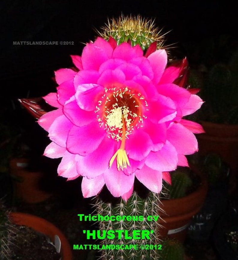 Cactus,Echinopsis,No,Lobivia Trichocereus,Hybrid,/'HUSTLER/',LARGE PLANT