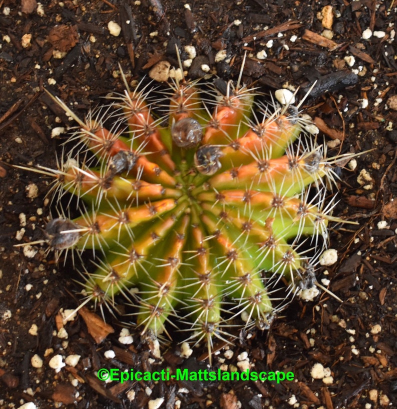 no Cactus blooming,SIZE Echinopsis cv INTRIQUE PLANT Trichocereus