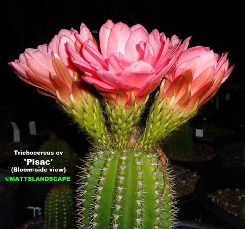 Multi-PLANTS In 1 Offer #3 Trichocereus,Hybrid,/'PISAC/',HUGE 15 Gallon pot full !! ***Has Buds Now***,Cactus,Echinopsis,No,Lobivia