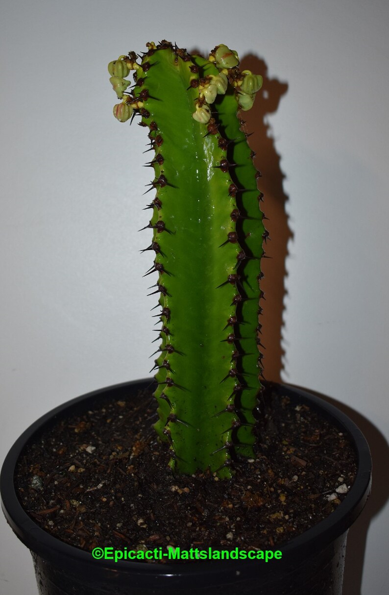 Euphorbia Ingens Var Chocolate Drop Large Plant Succulent No Cactus Aloe Ferns Grasses Bamboo Plants Dekorasyonu Net