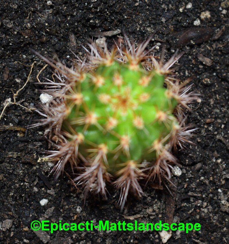 Small PLANT,**,Cleistocactus,Cactus,Echinopsis Hildewintera,hybrid,/'KOEKUIT/',**NEW***