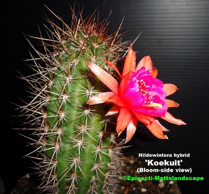 Small PLANT,**,Cleistocactus,Cactus,Echinopsis Hildewintera,hybrid,/'KOEKUIT/',**NEW***