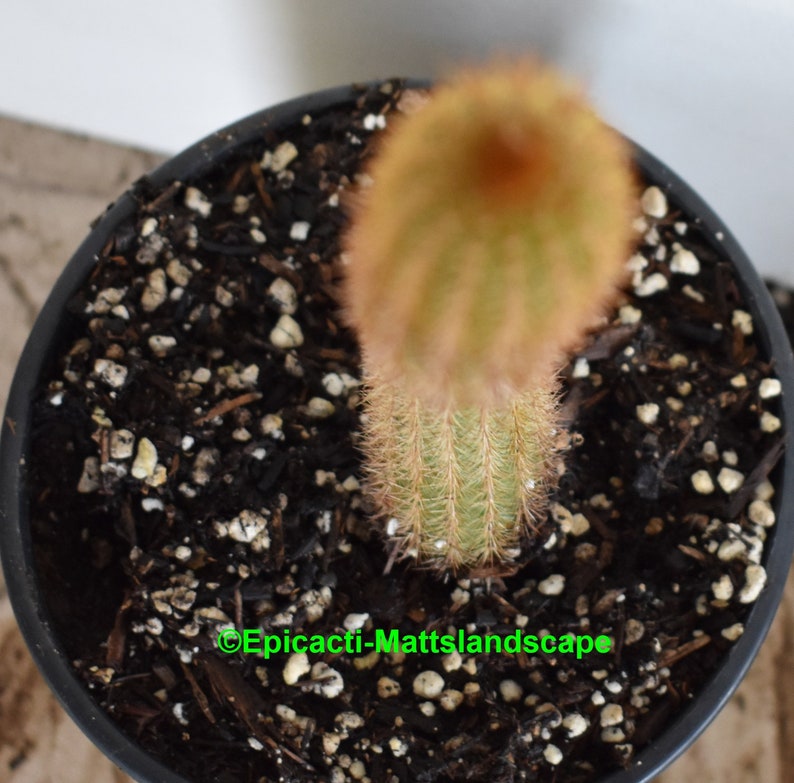 Hildewintera,hybrid,/'AMETHYST/',LARGE,PLANT,Cleistocactus,Cactus,Echinopsis