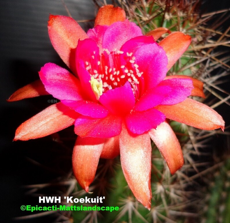Small PLANT,**,Cleistocactus,Cactus,Echinopsis Hildewintera,hybrid,/'KOEKUIT/',**NEW***