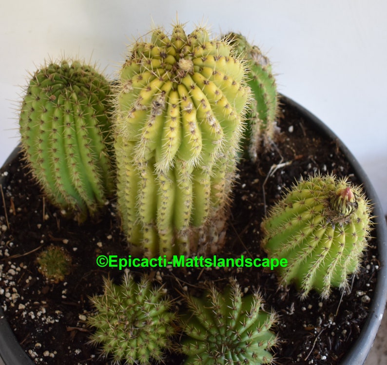 Multi-PLANTS In 1 Offer #3 Trichocereus,Hybrid,/'PISAC/',HUGE 15 Gallon pot full !! ***Has Buds Now***,Cactus,Echinopsis,No,Lobivia