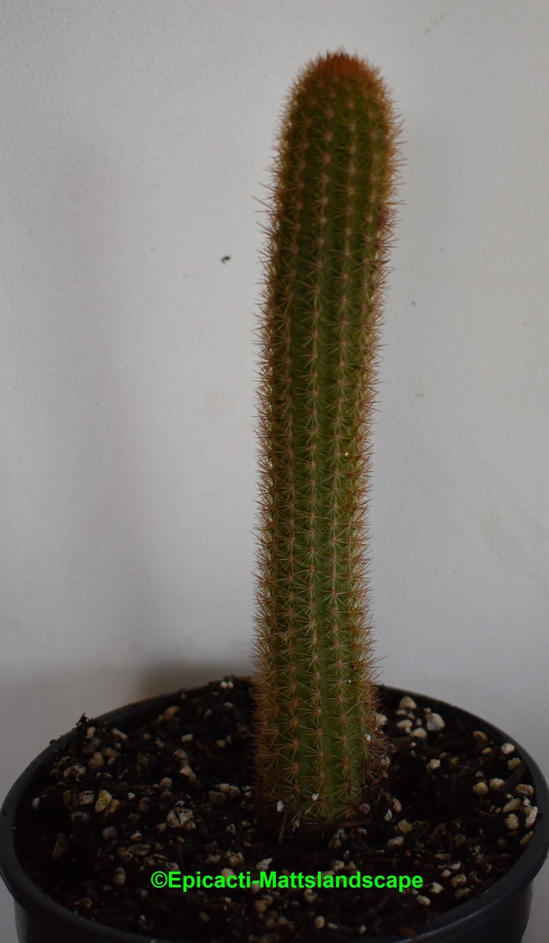 Hildewintera,hybrid,/'AMETHYST/',LARGE,PLANT,Cleistocactus,Cactus,Echinopsis