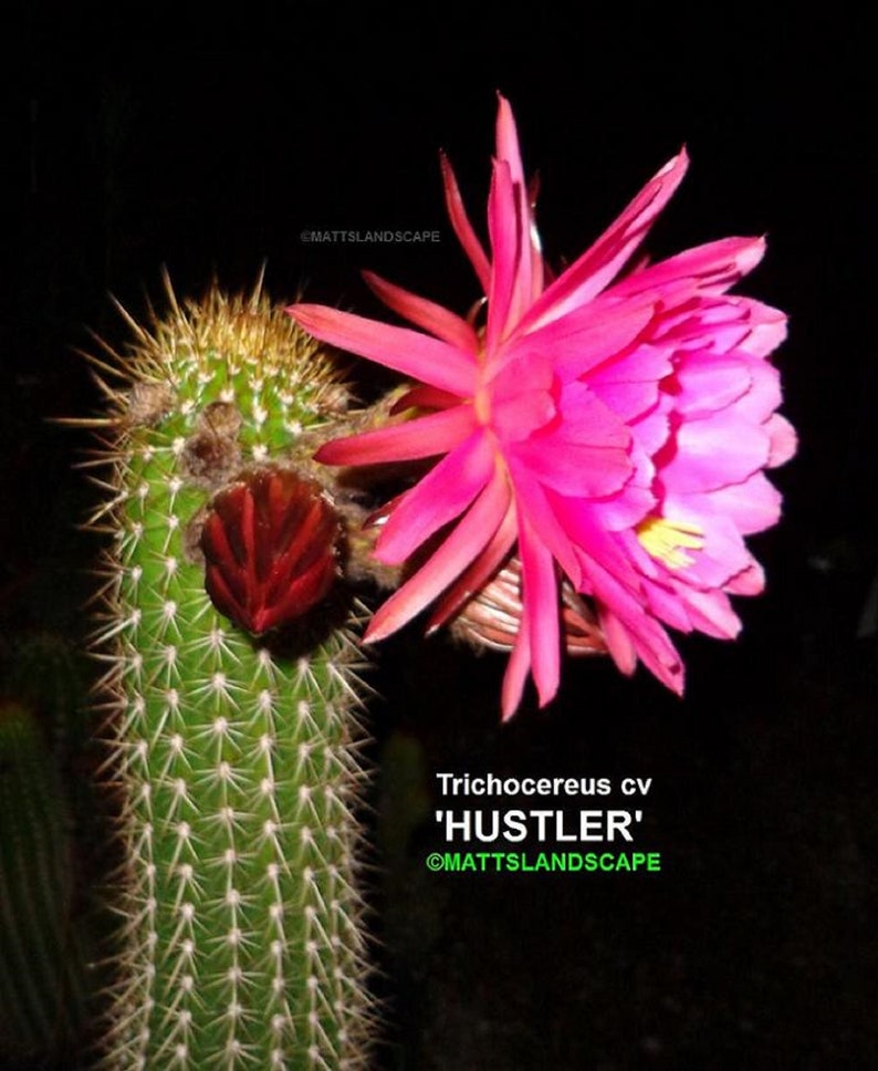Cactus,Echinopsis,No,Lobivia Trichocereus,Hybrid,/'HUSTLER/',LARGE PLANT