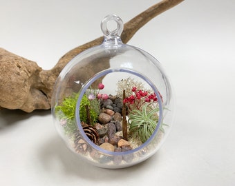 Kit 27 - Child-Safe Beach and Forest Terrarium Kit - Live Air Plant, Acrylic Plastic, Activity for Kids, Birthday, Learning at Home