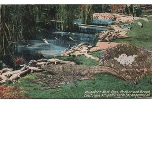 Può includere: Una cartolina vintage che mostra un nido di uova di alligatore con una madre alligatore e i suoi piccoli. Il testo sulla cartolina recita "Alligators' Nest, Eggs, Mother and Brood California Alligator Farm Los Angeles.Cal."