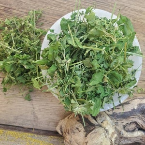 Chickweed - Dried - One Half Once - Infused Oils, Crafts, Herbs, Skin Care - Harvested in USA (Stellaria media)