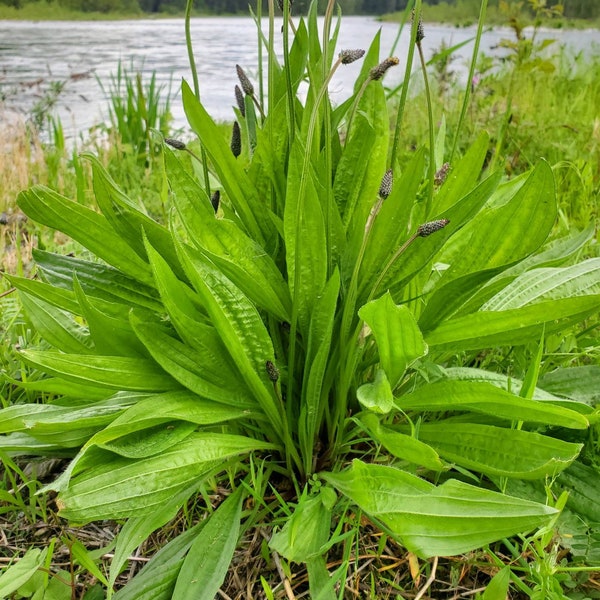 Plantain Leaves - Respiratory Care - Organically Grown and Dried - Infused Oils, Crafts, Skin Care - Plantago lanceolata - Ribwort Buckthorn