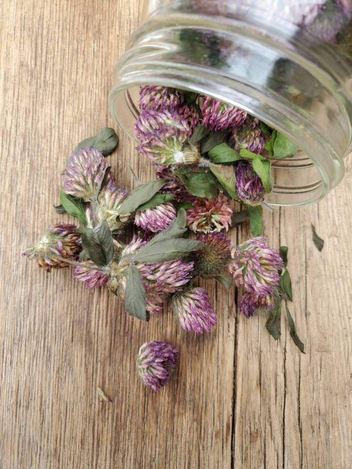 Red Clover Blossoms Flowers Dried Organic Infused Oils Etsy