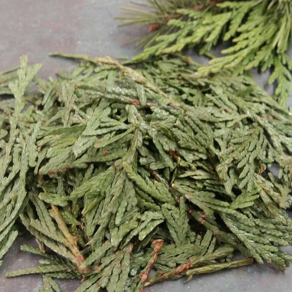 Dried Western Red Cedar Leaves - One Cup  - Organic - Christmas Holiday - Infused Oils, Crafts, Herbs, Cooking, Tea, Skin Care