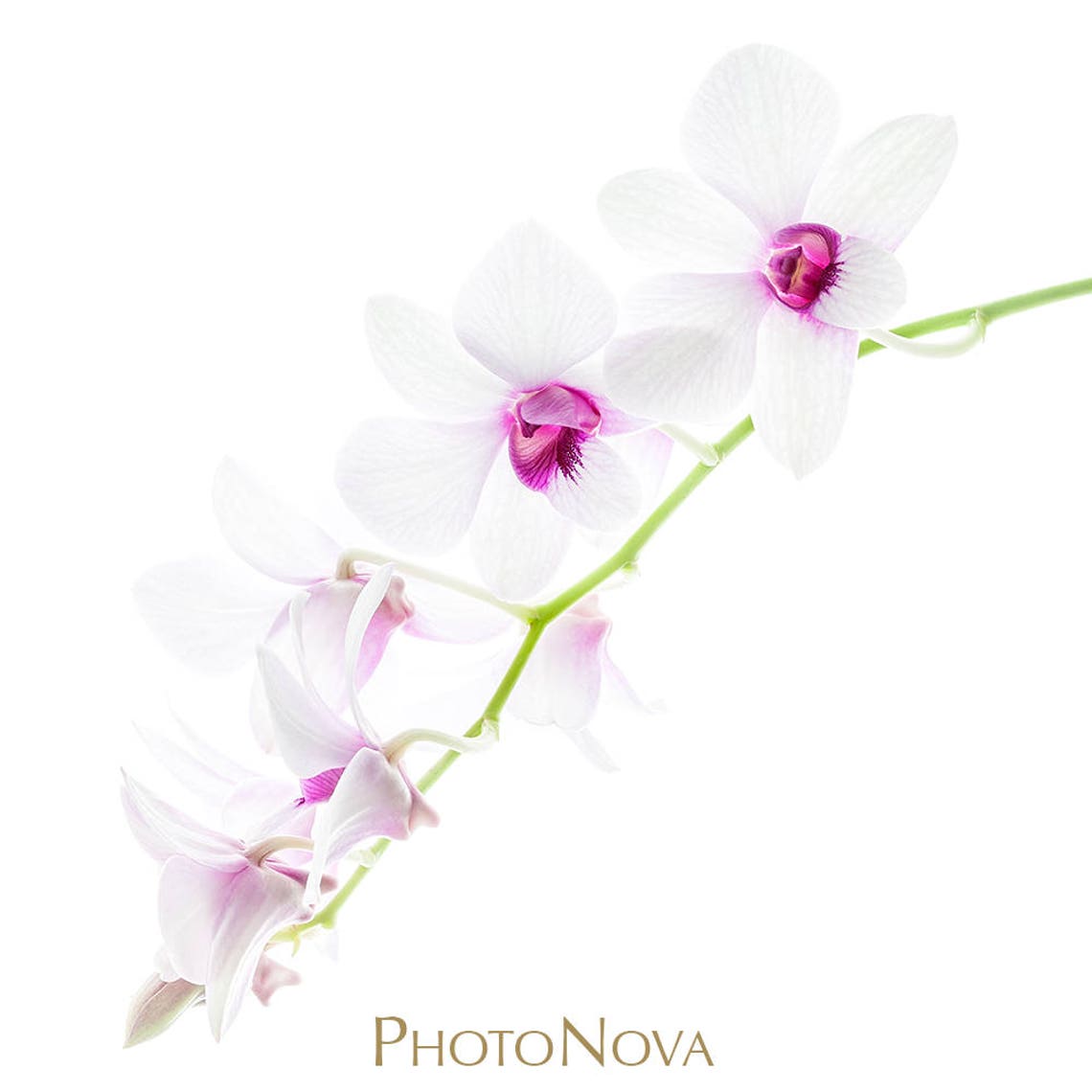 Free Printable Orchid Botanical