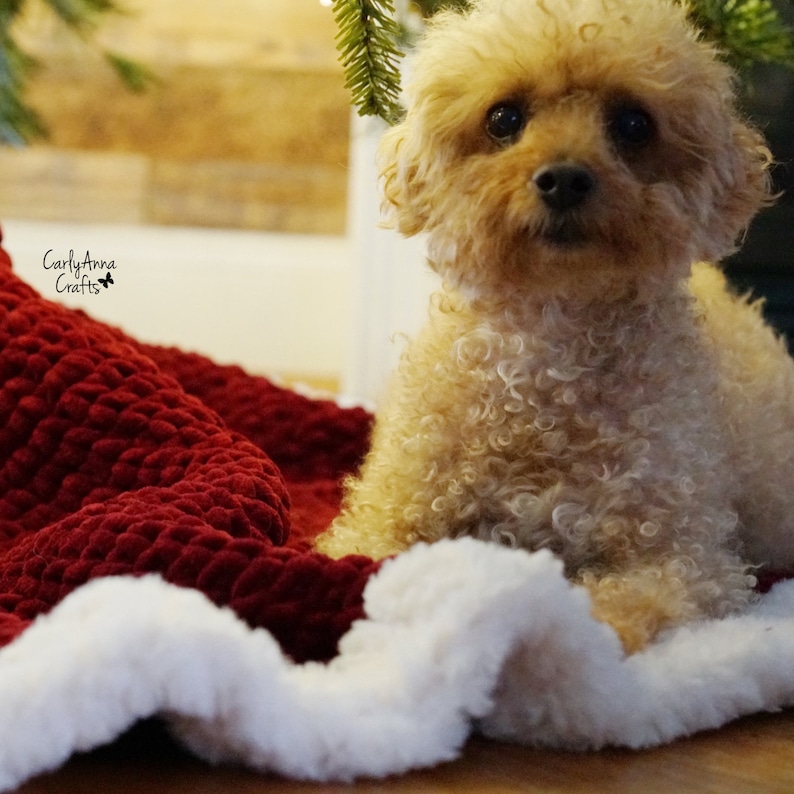 May include: A small, light brown, curly-haired dog sitting on a red and white blanket. The blanket has a textured, quilted design. The dog is looking directly at the camera.