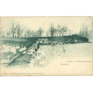 Hambourg, Allemagne - Carte postale des cygnes dans la baie de Hohenfelder, début du XXe siècle