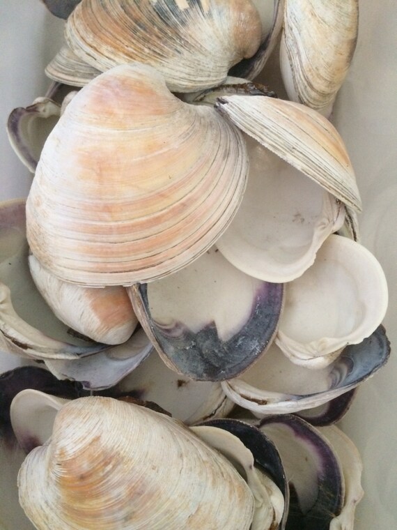 Items similar to 25 Clam Shells * Shell Craft * Seaside * Nautical