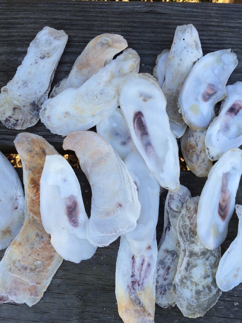 36 Flat Oyster Shells Shell Craft Nautical Beach Decor | Etsy