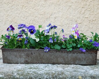 2 Window boxes or loaf tins or fruit cake tin. Long at 20 inches. Great shaped pan has been recycled here as a window box, ideal size.