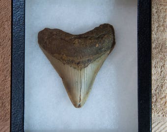 over 3 9 inch megalodon fossil shark tooth relative of great etsy