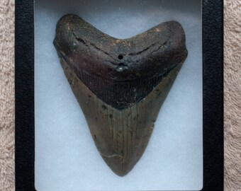 over 3 9 inch megalodon fossil shark tooth relative of great etsy
