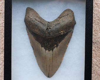 Over 5.4 Inch Megalodon Fossil Shark Tooth Relative Of Great White Shark in a Display Box