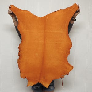 May include: A large, irregularly shaped piece of orange-colored leather is held up against a white background. The leather has a natural, textured appearance with variations in color and tone. The edges are uneven, suggesting it is a hide.