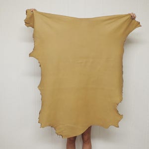 May include: A large, irregularly shaped piece of tan leather is held up against a white wall. The edges of the leather are uneven, showing the natural shape of the hide. The leather appears to be soft and pliable.
