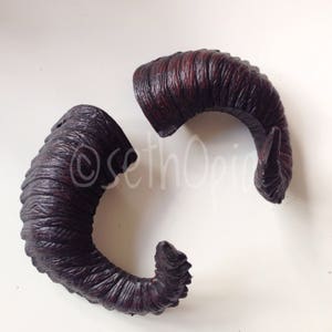 Pair of black ram/goat shaped horns with dark brown highlights