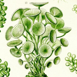 Green Algae, Seaweed Algae, Algae Green, Algae Seaweed, Green Algae Seaweed, Green Seaweed, Seaweed Green, Algae Art, Seaweed Art, Art Green