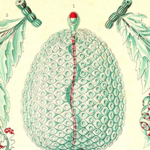 Ernst Haeckel, Medusa Jellyfish, Jellyfish Medusa, Ernst Haeckel Jellyfish, Haeckel Ernst, Haeckel Jellyfish, Jellyfish Ernst Haeckel, Jelly