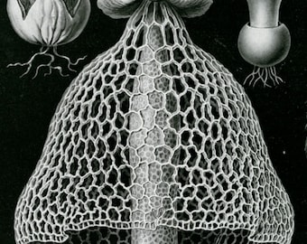May include: A black and white illustration of a unique mushroom with a lacy, net-like cap and a textured stem. The mushroom is depicted against a dark background.