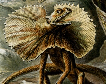 Scientific Art, Art Scientific, Lizards Reptiles, Lizards Art, Reptiles Lizards, Reptiles Art, Art Lizards, Art Reptiles, Ernst Haeckel, Art