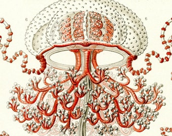 Medusa Jellyfish, Jellyfish Art, Medusa Scientific, Scientific Art, Medusa Art, Jellyfish Medusa, Art Scientific, Art Medusa, Art Jellyfish