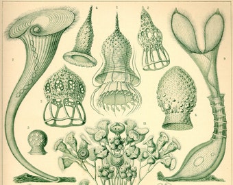 Science Illustration, Sea Algae, Algae Science, Science Algae, Algae Illustration, Algae Sea, Sea Science, Sea Illustration, Ernst Haeckel