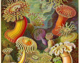 Coastal Decor, Ernst Haeckel, Sea Anemone, Giclee Print, Art Nouveau, Beach Decor, Beach House Decor, Nautical Art, Nautical Wall Art, Print