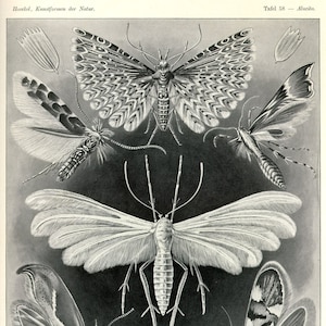 Haeckel Moth Scientific Illustration, Scientific Illustration,  Moth Illustration, Moth Scientific Illustration, Illustration Scientific